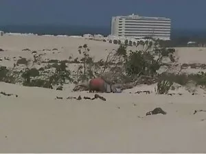 Cornea Gina video po ...